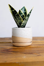 Handmade Ceramic Planter with Saucer